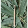 Bamboo Toothbrush Set (Pack of 3)