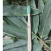 Adult Bamboo Toothbrush (Green)